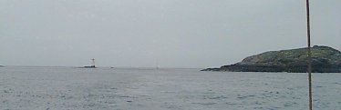 Calf Sound from the South