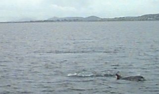 Dolphin