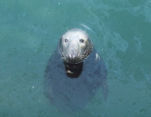 Greedy Seal at Ardglass
