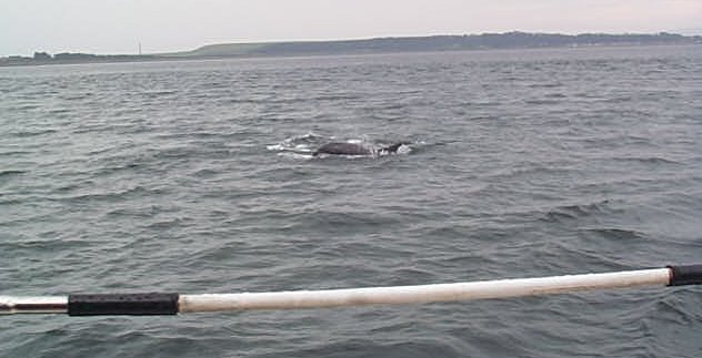 Dolphin off Chanonry Point